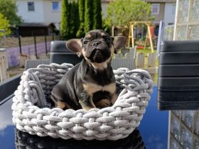 Französische Bulldogge Welpen in exklusiven Farben