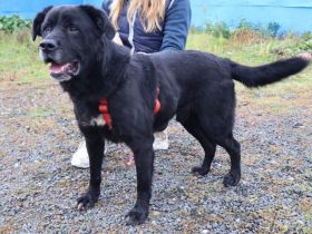 Seniorensitz für den freundlichen Aluis gesucht