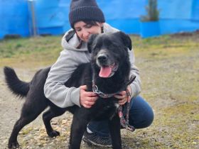 Seniorensitz für den freundlichen Aluis gesucht