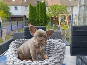 Französische Bulldogge Welpen in Isabella Tan und blue tan