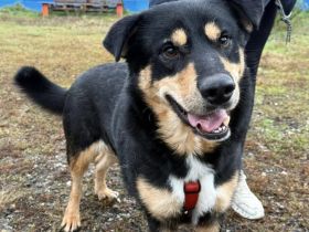 Menschenbezogener Hektor sucht Haus mit Garten