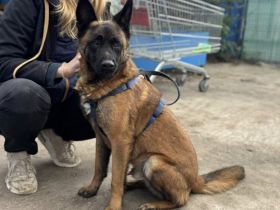 Aufgeweckter Malinois Mix Aaron sucht aktives Zuhause