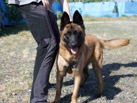 Aufgeweckter Malinois Mix Aaron sucht aktives Zuhause