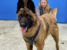 Aufgeweckter Malinois Mix Aaron sucht aktives Zuhause