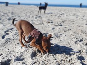 Braunes Zwergpinscher Mädchen