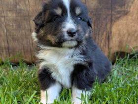 (Miniature) Australian Shepherd Welpen