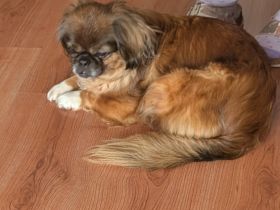 Pekinese