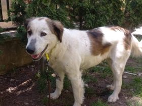 Herzenshündin Madita sucht Zuhause