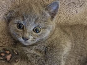 Russisch Blau kitten