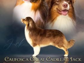 Australian Shepherd Deckrüde mit FCI /ASCA Papieren