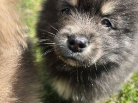 Pomsky Welpen inkl. Urlaubsbetreuung
