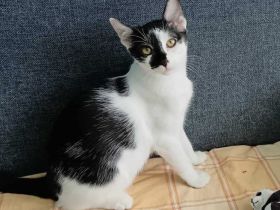 Traum-Kater Rocky sucht Zuhause!