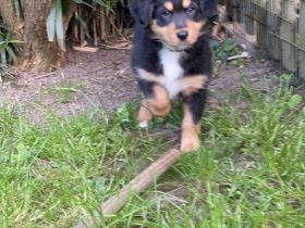 Supersüsse Australian Shepherd Welpen