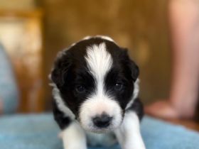 Border Collie Welpen reinrassig