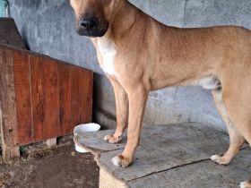 Max sucht sein Für-immer-Zuhause