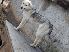 Mayte sucht ihr Für-immer-Zuhause