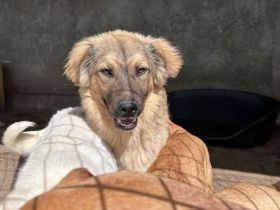 Pufos sucht sein Für-immer-Zuhause