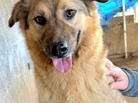 Pufos sucht sein Für-immer-Zuhause