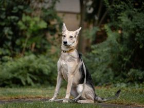Lavender wartet schon auf dich
