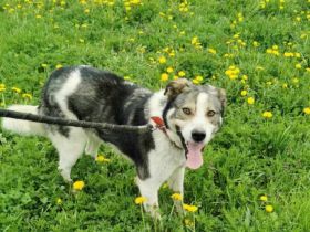 Sanfte Hundeseele Schröther sucht Zuhause