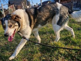 Sanfte Hundeseele Schröther sucht Zuhause