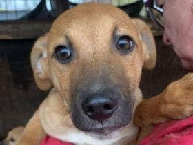 Klausi, zart gebauter, aufgeschlossener Jundhund, 7 Monate, 48cm (wachsend)