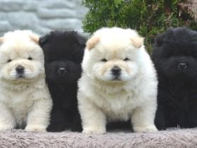 Wunderschöne Chow-Chow Welpen können reserviert werden