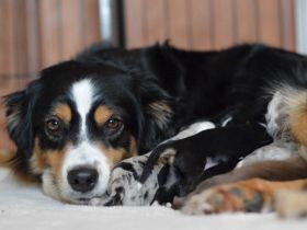 Mini Australian Shepherd Welpen