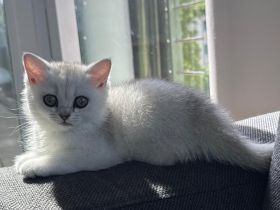 Britisch Kurzhaar 3 Monate jung Weiß