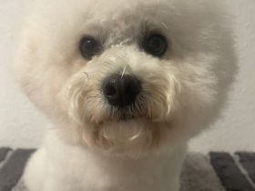 Deckrüde Bichon Frise