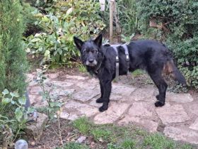 Mariechen sucht ein Zuhause