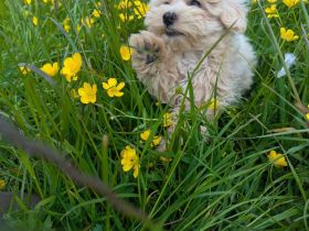 Maltipoos Welpen