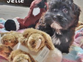 Havaneser Welpe, Hündin mit Ahnentafel, sucht ihre Traumfamilie