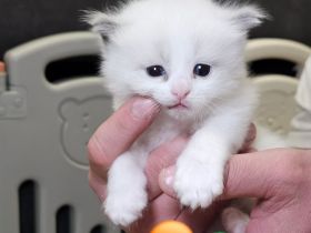 Ragdoll Kitten mit Stammbaum — aus liebevoller Familienaufzucht