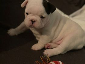 Französische bulldogge welpen. Ab Juni
