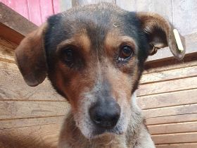 Resi - wer möchte dieser herzberührenden älteren Dame ein schönes Zuhause geben? 10 Jahre, 50 cm