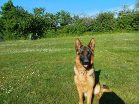 Schäferhund Hündin