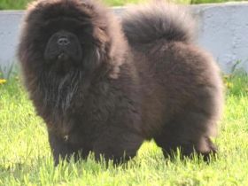 Fabelhaftes 5,5 Monate altes schwarzes Chow-Chow Mädchen.