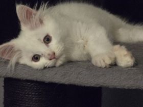 Maine coonis suchen ein neues Zuhause