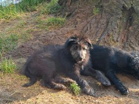 Einzigartige Goldendoodel/Hütehund × griechischer Hütehund/Bracke Welpen