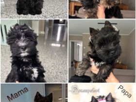 Yorkshire Terrier Welpen