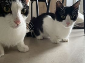 Zwei sehr süße junge Kater suchen ein liebevolles Zuhause