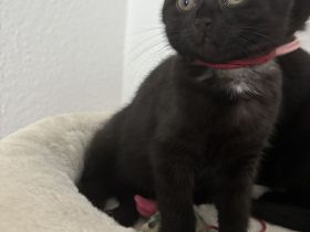 Bkh Kitten suchen liebevolles Zuhause