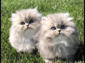 Traumhaftschöne Langhaar Kitten