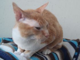 Sphynx Katers Jungtiere Donsphynx ab sofort