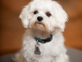 Reinrassiger Malteser als Deckrüde - kein Verkauf