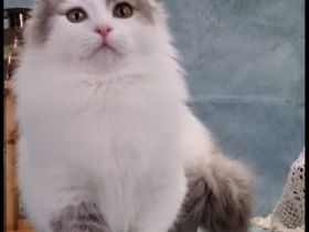 Reinrassiger Munchkin Kater super süß 1 Jahr jung Katze/Kitten