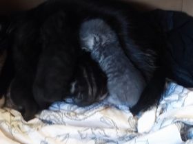 Kitten auf Verhandlungsbasis ab Juli abzugeben