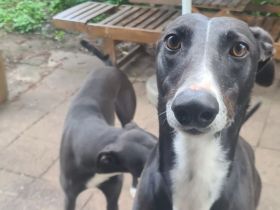 2 Windhunde in gute Hände abzugeben