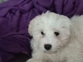 Malteser bichon welpen